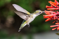 Hummingbirds on the Firebush